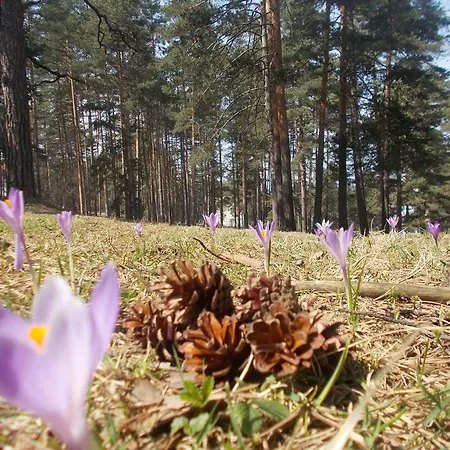 Katrin * Zlatibor