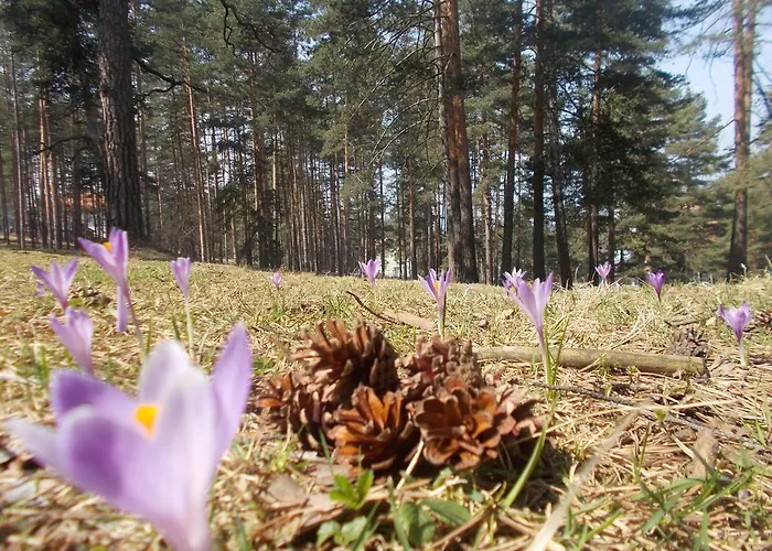 Katrin * ズラティボール